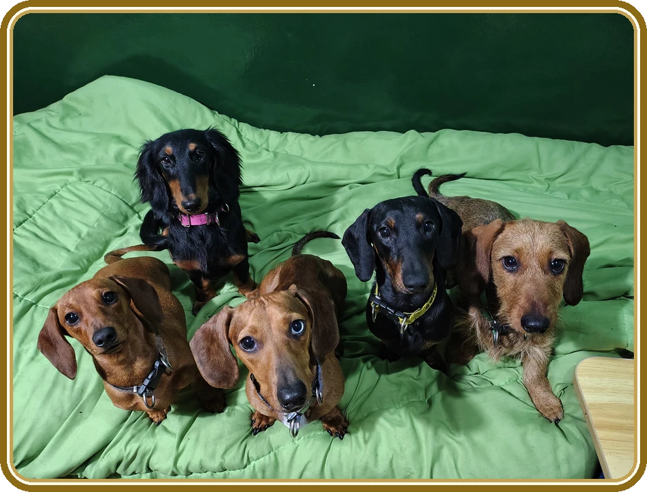 Nano, Zoyla, Gokú, Lupe y Onix, los cinco Dachshund detrás de la guía
